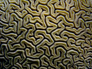 Brain Coral, Caribbean, Puerto Rico