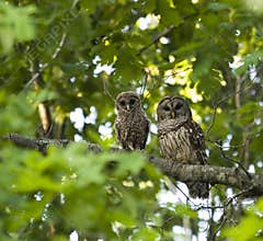 Mother and Baby Owl