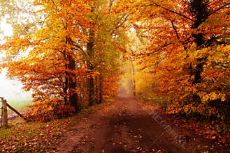 Autumn in the forest