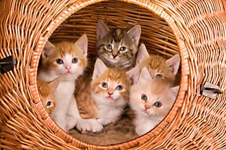 Six in a basket