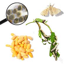 Silkmoth (Bombyx mori). Development stages