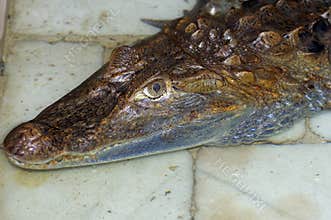 Reptile. Alligator head