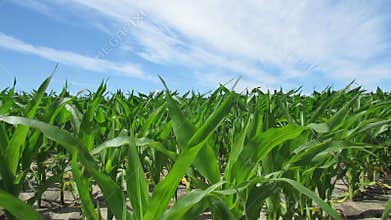 Corn Plants Blowing in the Wind