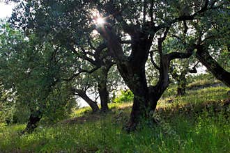 Star burst sun through Old Olive Tree grove