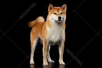 Pedigreed Red Shiba inu Dog Standing on Black Background