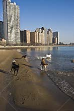 Dogs on the beach