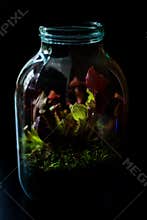 Terrarium made in a jar with carnivore plants