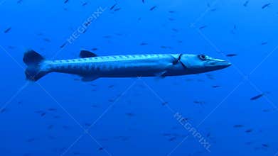 Barracuda at Red See