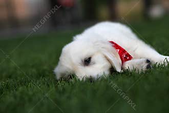 Fluffy white puppy laying on grass