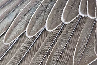 Wing-feathers