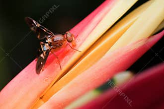 Macro - Insects Fruit Fly