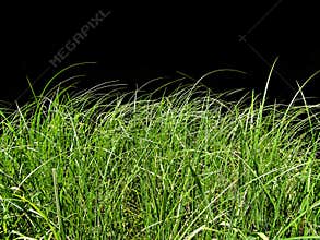 Isolated green herb