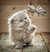 Beautiful british long hair kitten