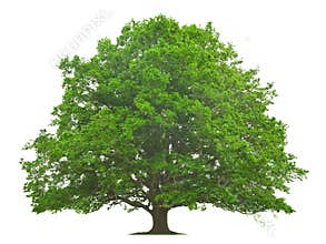 Big Tree