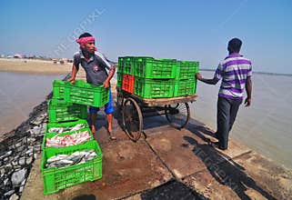 Fishermen loads fish boxes on the shore