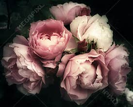 Bouquet of pink rose flowers on a dark background