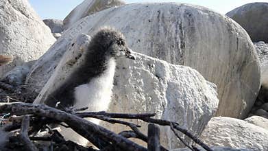 Atlantic murre (Uria aalge) chick