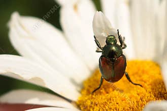 Garden Pest