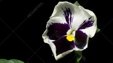 Pansy Flower Time-Lapse