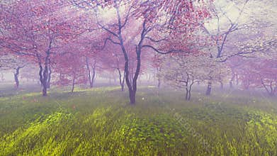 Cherry orchard in full bloom