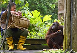 Worker sitting down beside orangutan after daily feeding at Rehabilitation Project Borneo