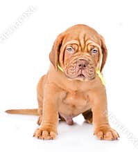 Portrait Bordeaux puppy dog in fron. isolated on white background