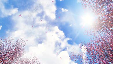 Sakura flowers and falling petals at sunlight