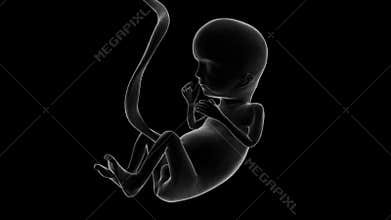 Unborn baby x-ray