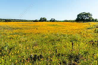 Field of Yellow Texas Wildflowers