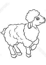 Coloring pages. Animals. Little cute sheep.