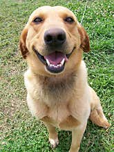 Happy dog.