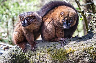 Red bellied lemur
