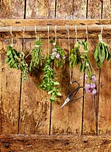 Eight bunches of different fresh culinary herbs