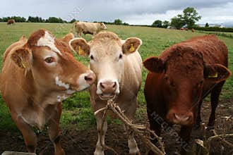Row of cattle in field