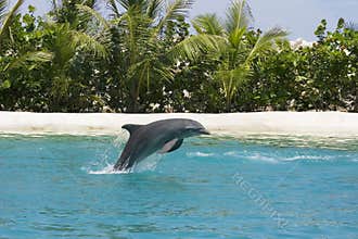 Dolphin playing