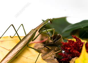 Praying Mantis Fall Foliage