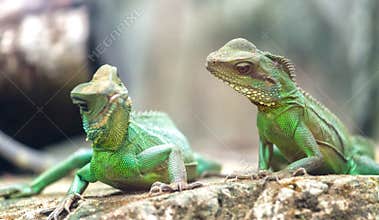 Two looked at each lovingly iguana