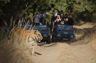 Delighted tourists watch on as a Male Bengal Tiger emerges from the bushes