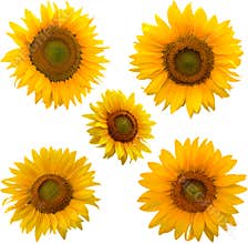Five sunflowers isolated on white