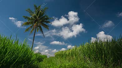 Rice field and palm tree