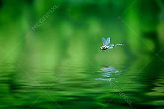 Dragonfly Reflection