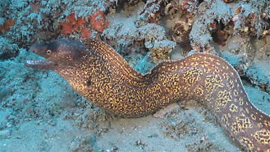 Moray Eel