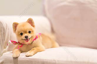 Cute Pomeranian dog smiling on the sofa with copy space, cowboy bandana or handkerchief on the neck