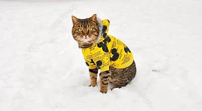 The cat in a yellow cotton-padded jacket sat in the snow