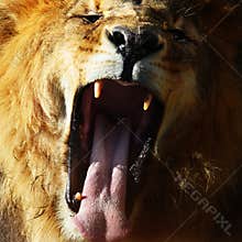Lion roar