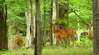 Whitetail Deer Buck In Velvet
