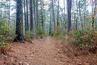 Hiking Trail to the Aldridge Saw Mill