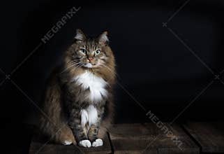 Norwegian Forest Cat Portrait
