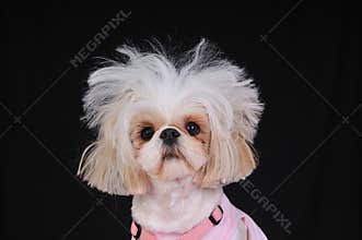 Shih Tzu Dog Bad Hair Day