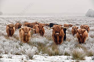 Highland cattle